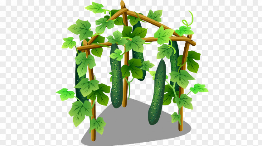 Cucumber Food Vegetable PNG
