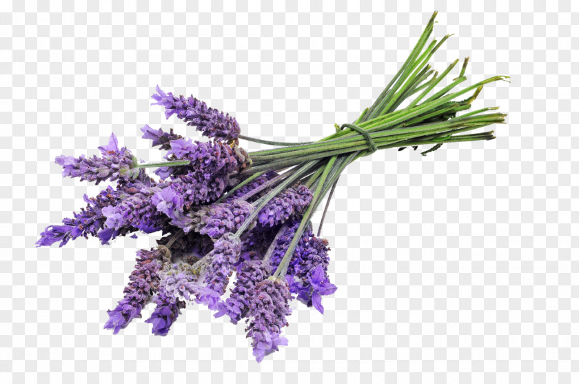 Oil English Lavender Sequim Essential PNG