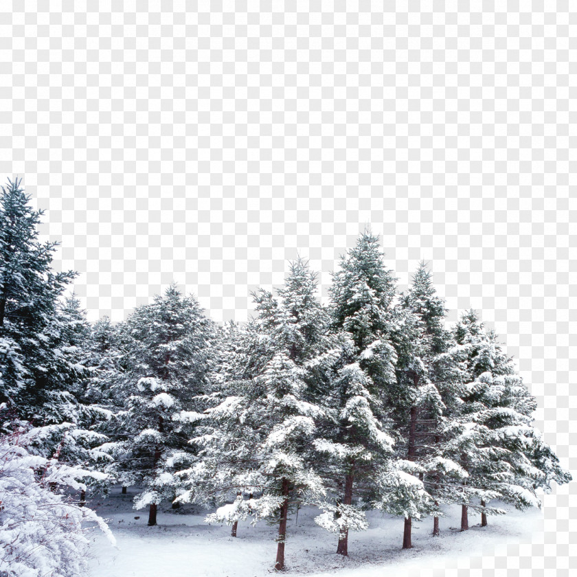 Snow-covered Trees PNG