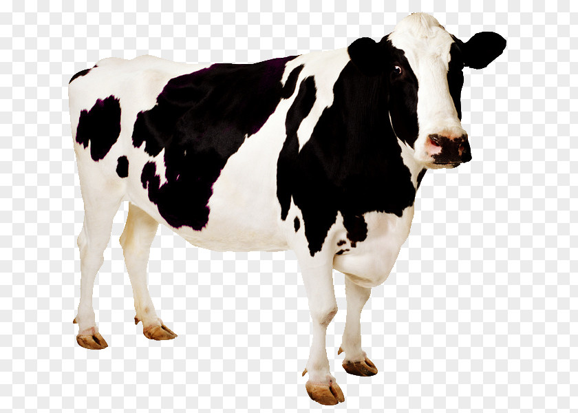 Cow Holstein Friesian Cattle Desktop Wallpaper Image Livestock PNG