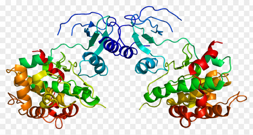 PAK4 Protein Gene Exon Integrin PNG