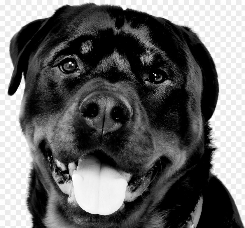 T-shirt Dog Breed Rottweiler Top PNG