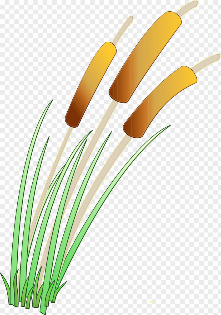 Vegetable Plant Grass Family PNG