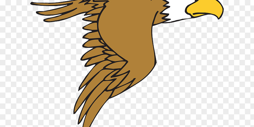 Birds Cartoon Bald Eagle Drawing Clip Art PNG