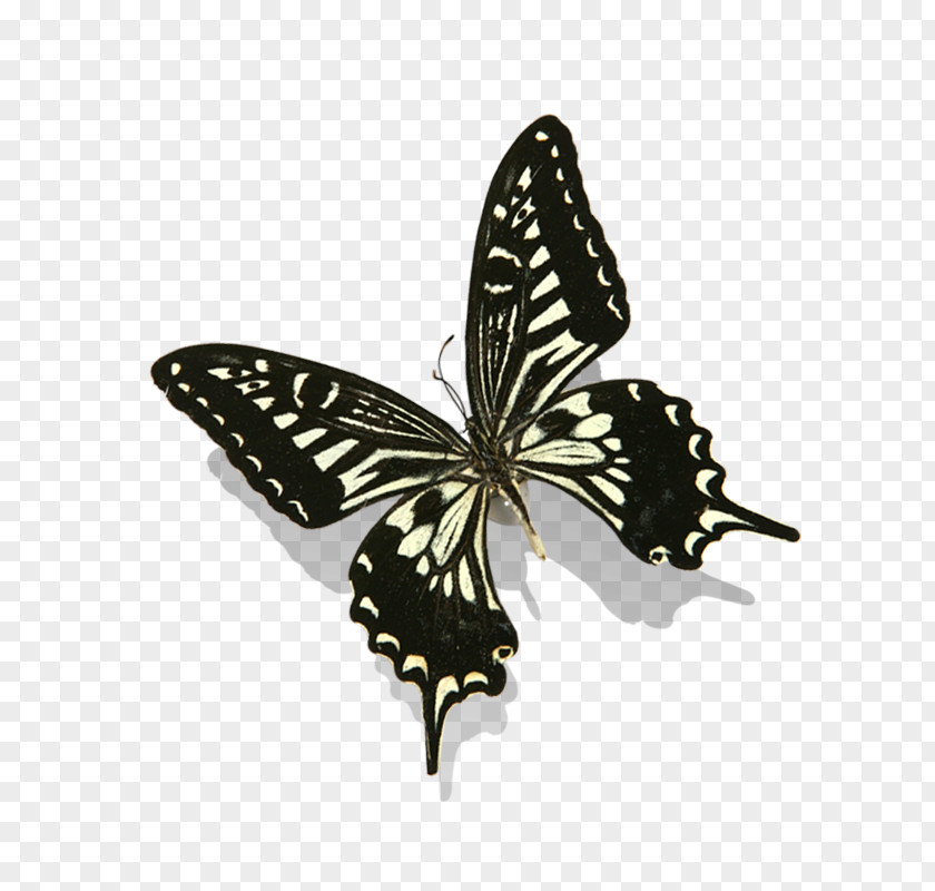 Butterfly Monarch Nymphalidae Clip Art PNG