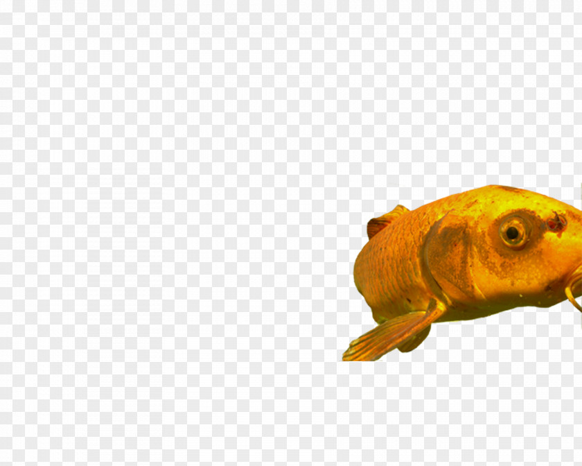 Fish Finger Goldfish Feeder PNG