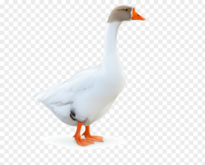 Goose Domestic Duck Bird PNG