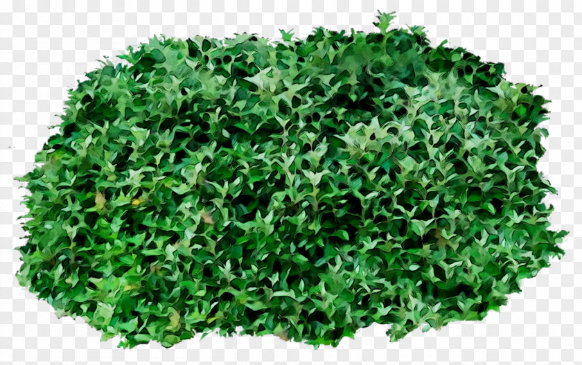 Greens Shrub Herb PNG