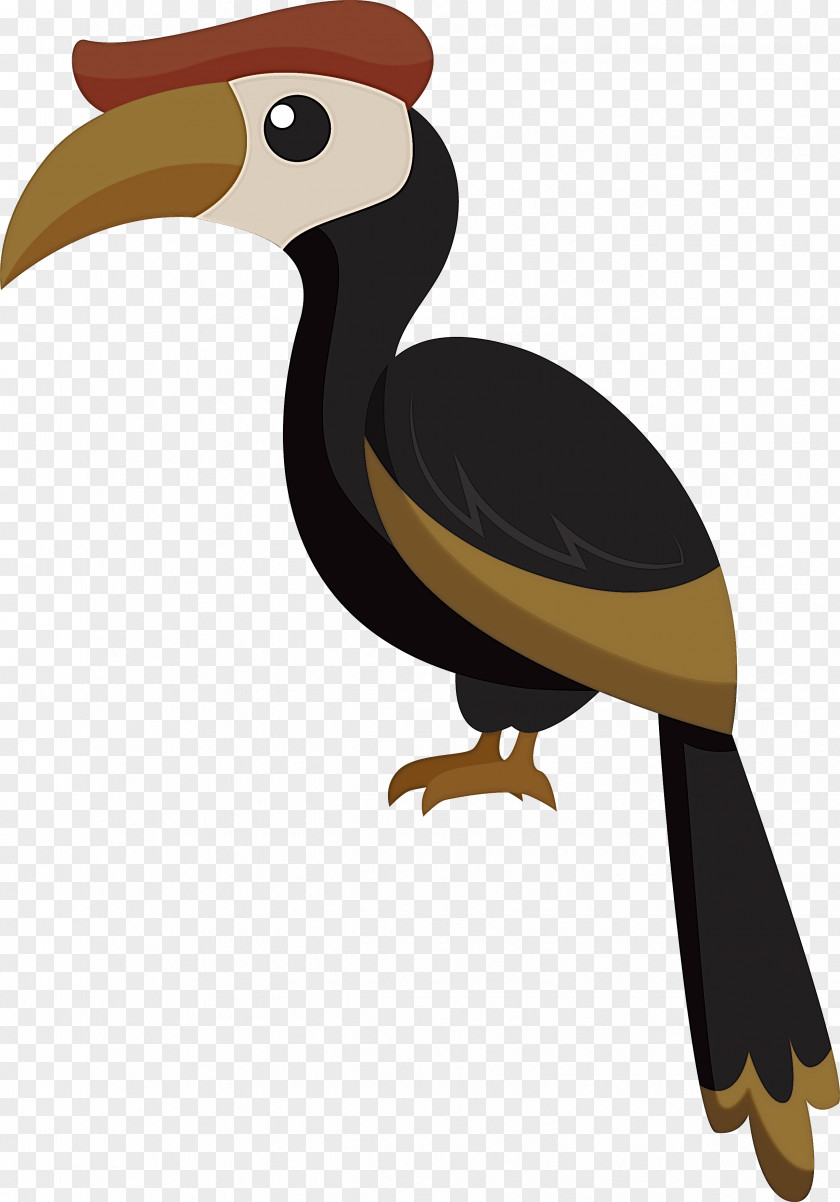 Hornbill Toucans Birds House Sparrow Piciformes PNG