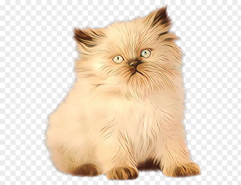 Munchkin Norwegian Forest Cat Asian People PNG