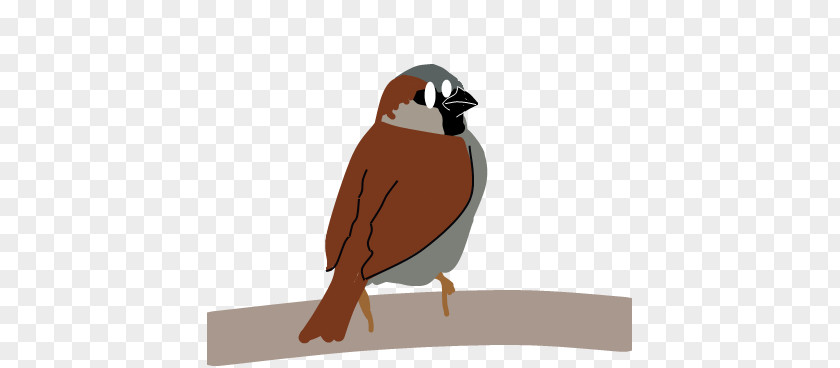 Sparrow House Bird Beak PNG