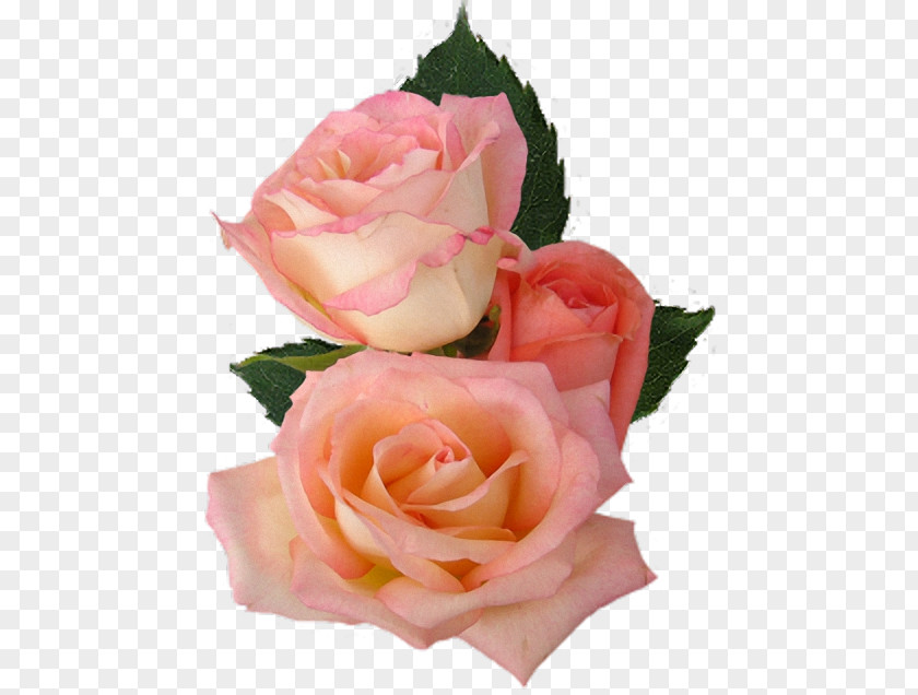 Birthday Garden Roses Cabbage Rose Floristry PNG