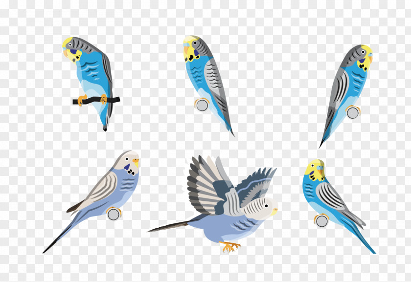 Creative Cartoon Parrot Budgerigar Bird PNG