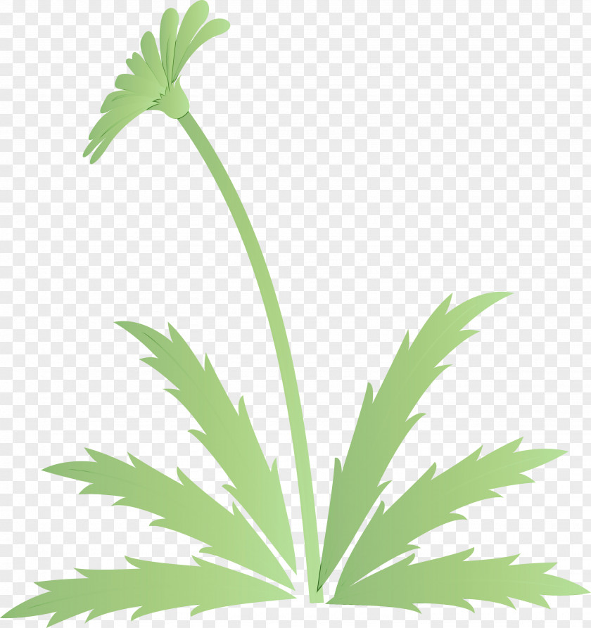 Leaf Plant Flower Stem Terrestrial PNG