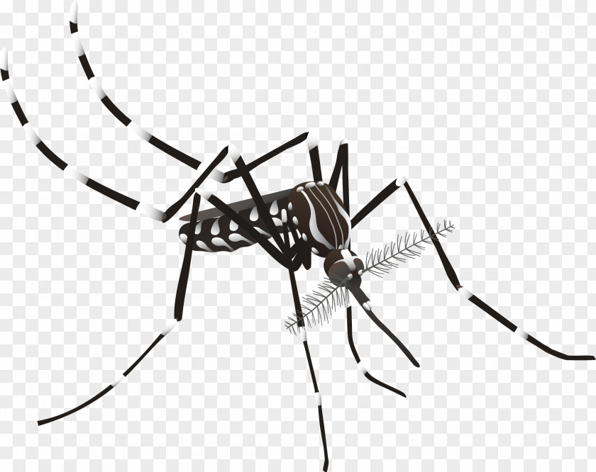 Mosquito Aedes Albopictus Yellow Fever Dengue Zika Virus PNG