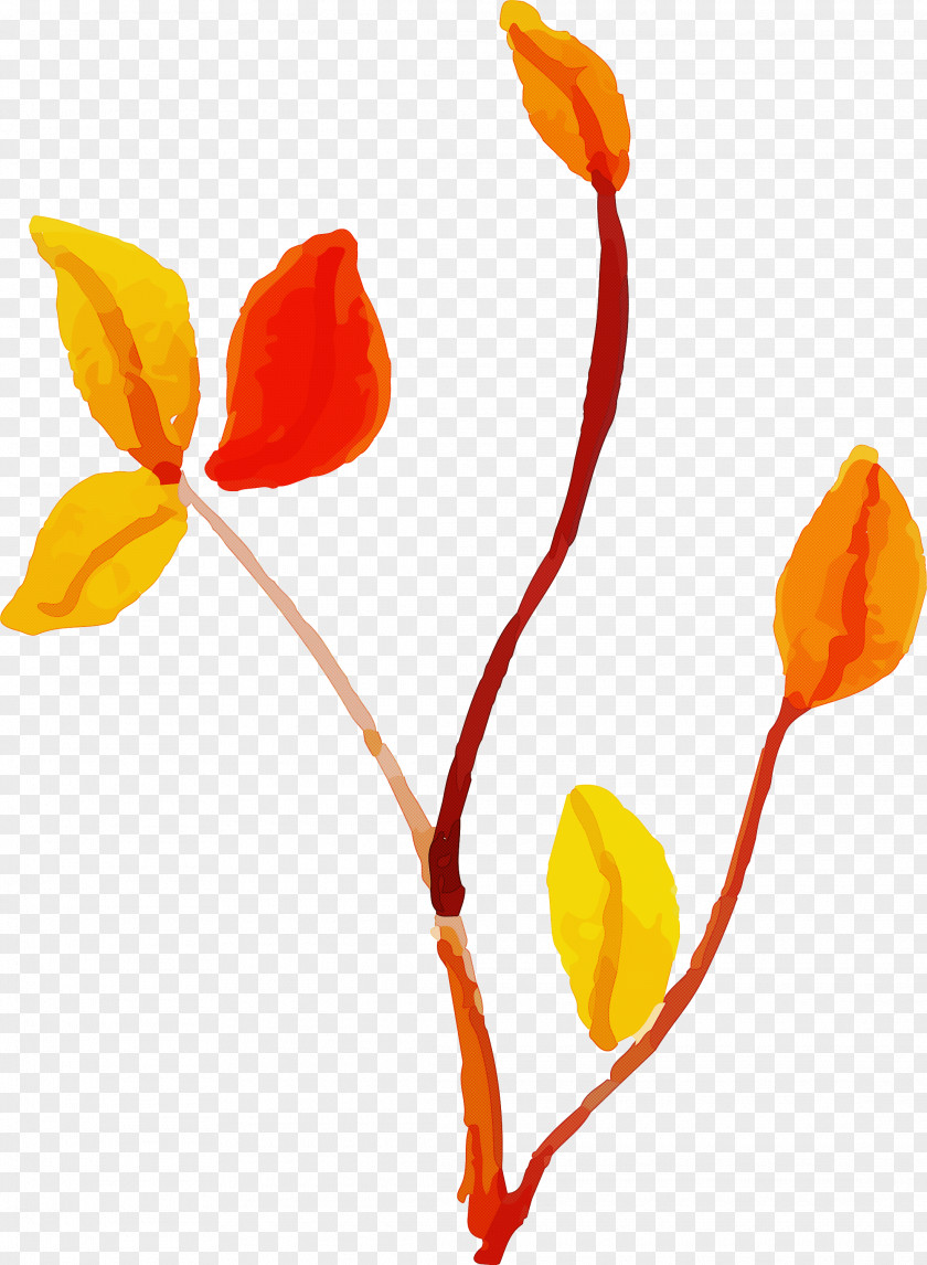 Plant Stem Flower Cut Flowers Petal Leaf PNG
