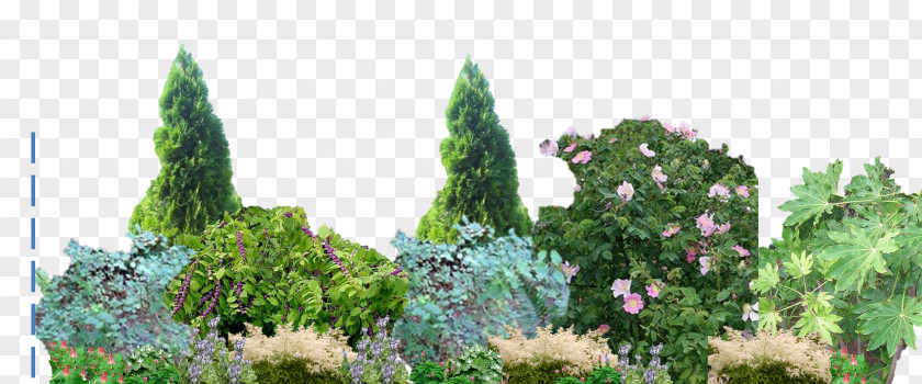 Shading Plant Biome Flora Vegetation Nootka Rose Plantation PNG