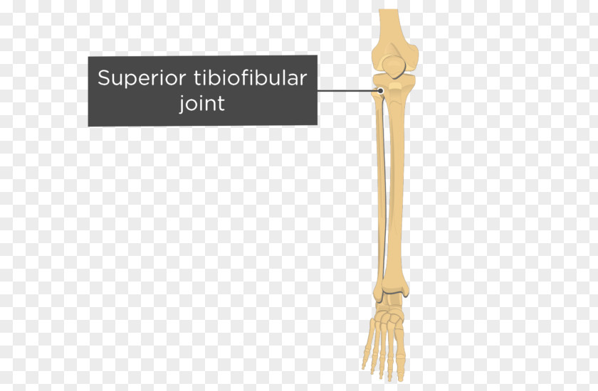 Tibia Bone Product Design Cutlery PNG