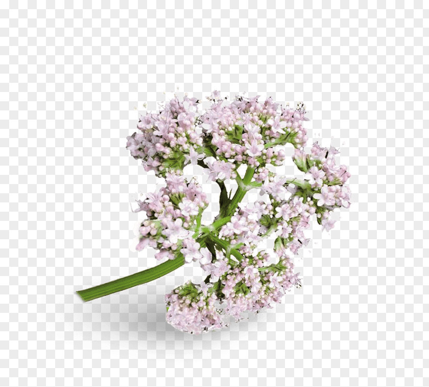 Valerian Cut Flowers Flowering Plant Blossom Bylina PNG