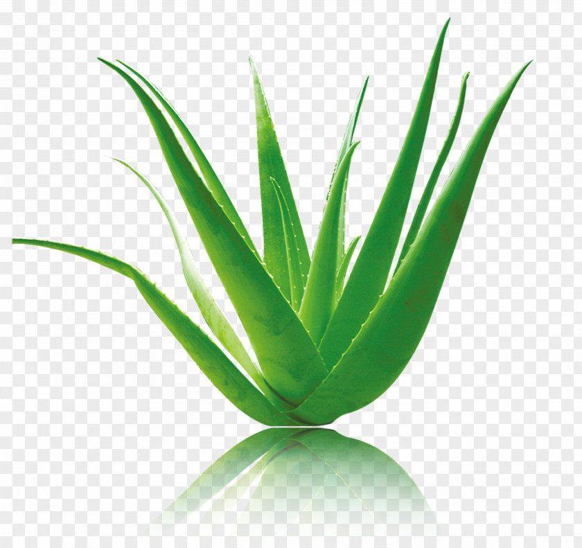Green Aloe Vera Material PNG
