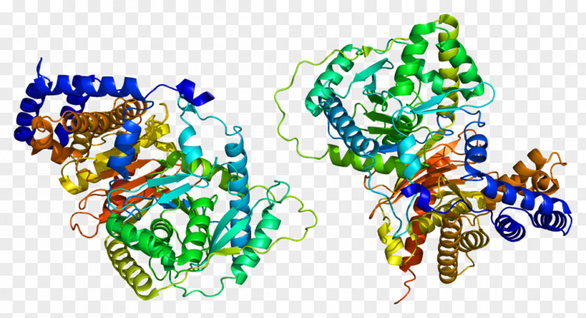 Carnitine O-acetyltransferase Acyltransferase Palmitoyltransferase I PNG