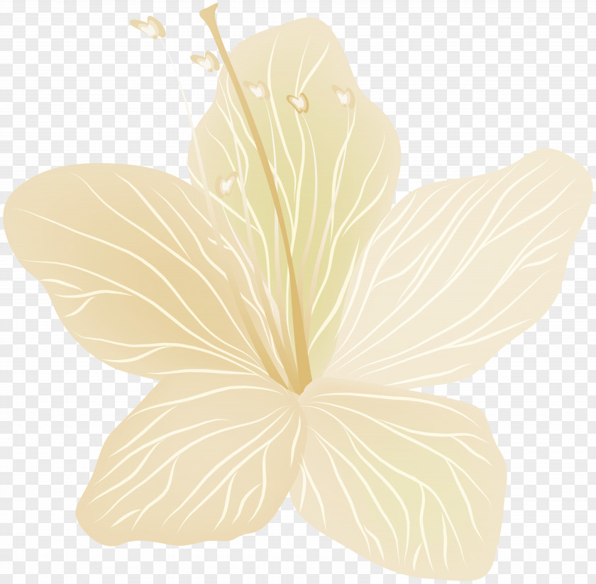 Flower Transparent Clip Art Image Petal Leaf PNG