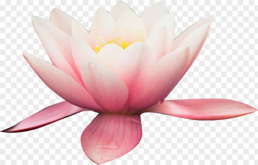 HD Big Pink Lotus High-definition Television JPEG Network Graphics PNG