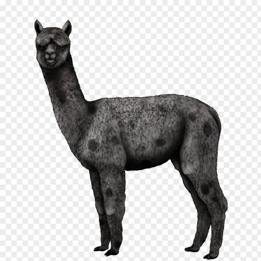 Horse Alpaca Llama Mammal Dog PNG