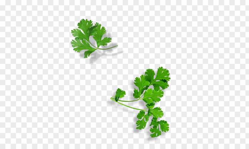Leaf Parsley Herbalism Plant Stem Superfood PNG