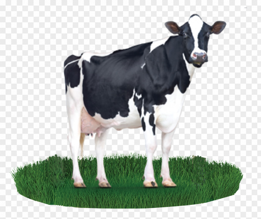 Milk Holstein Friesian Cattle Cargill Dairy Feeding PNG