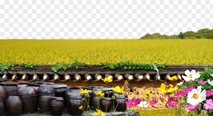 Paddy Field Wall Background Fundal PNG
