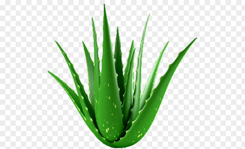 Plant Aloe Vera Houseplant Medicinal Plants Medicine PNG
