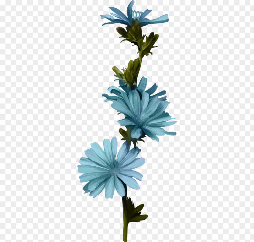 Blue Flowers Watercolor Cut Plant Stem Chicory Petal PNG