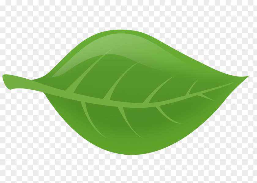 Green Lotus Leaf PNG