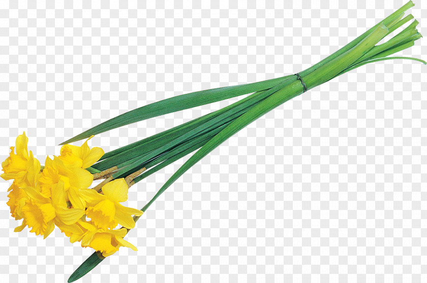 Narcissus Cut Flowers Plant Stem Vegetable PNG