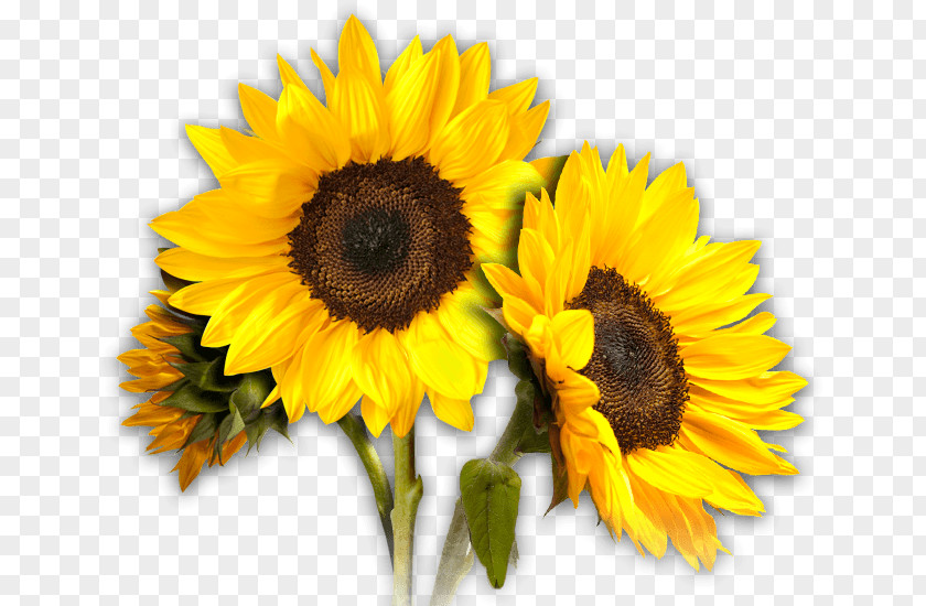 Sunflower Trio PNG Trio, close up photography of sunflowers clipart PNG