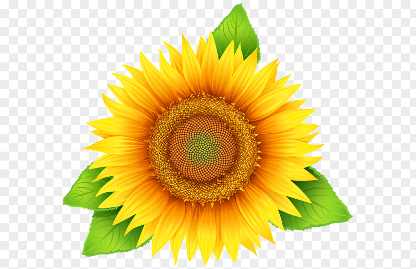 Sunflower Yellow Flowers Common Clip Art PNG