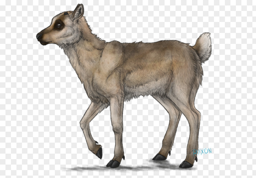 Calf Reindeer DeviantArt Drawing PNG