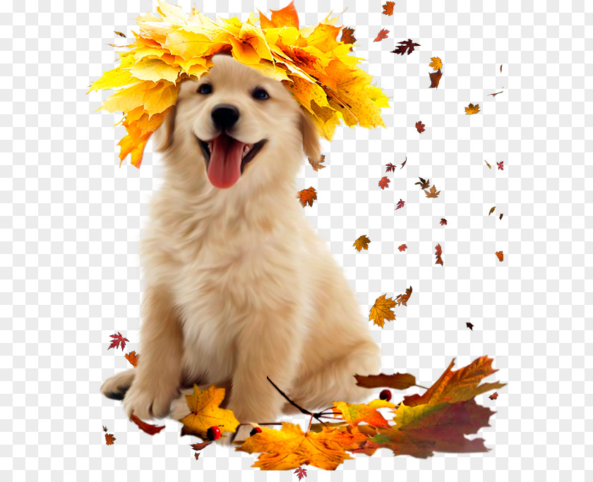 Dogs Golden Retriever Labrador Puppy Cat PNG