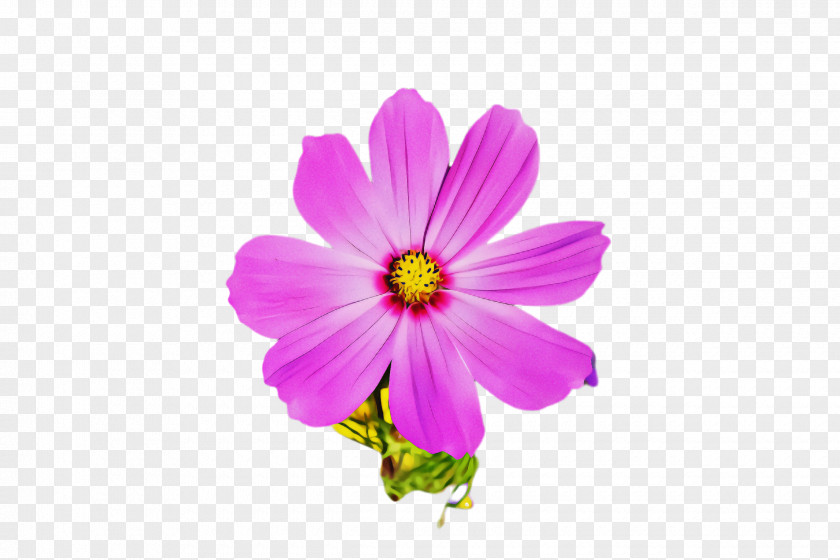 Flower Petal Pink Plant Cosmos PNG