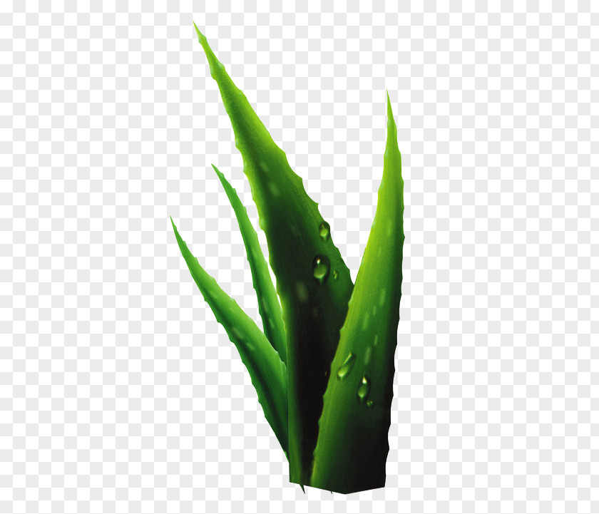 Green Aloe Vera Plant Drop PNG
