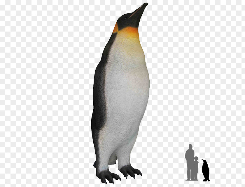 Penguins King Penguin Bird Antarctica PNG