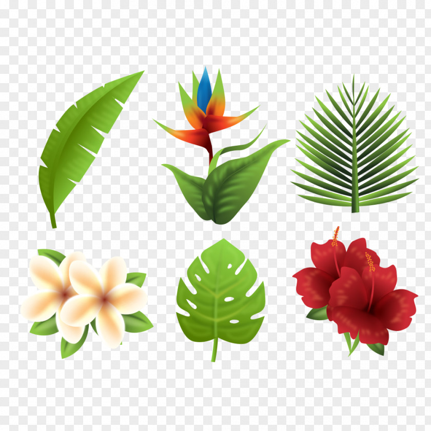 Tropical Plants Flower PNG