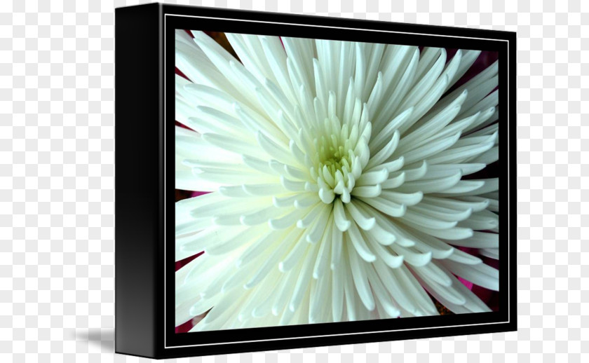 Chrysanthemum Picture Frames Rectangle PNG