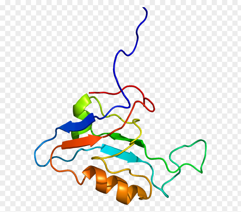 SCRIB Scaffold Protein Cell Polarity PNG