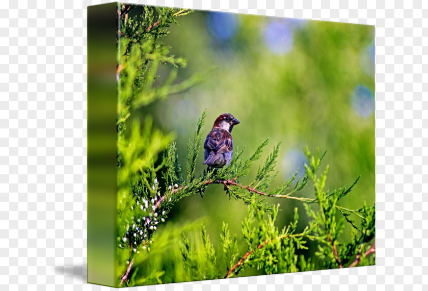 Sparrow Finch Bird Grasses Gallery Wrap PNG