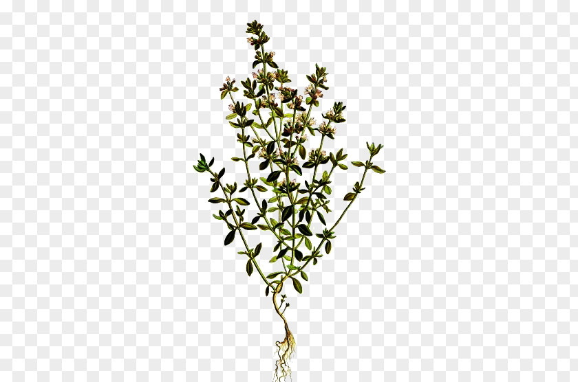 Thyme Flowers Picture Material Garden Breckland Lamiaceae Essential Oil PNG