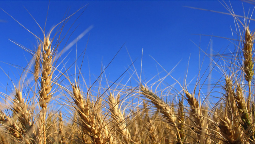 Wheat Einkorn Cereal Grain Barley Gluten PNG