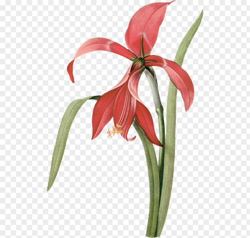 Flower Botanical Illustration Drawing PNG