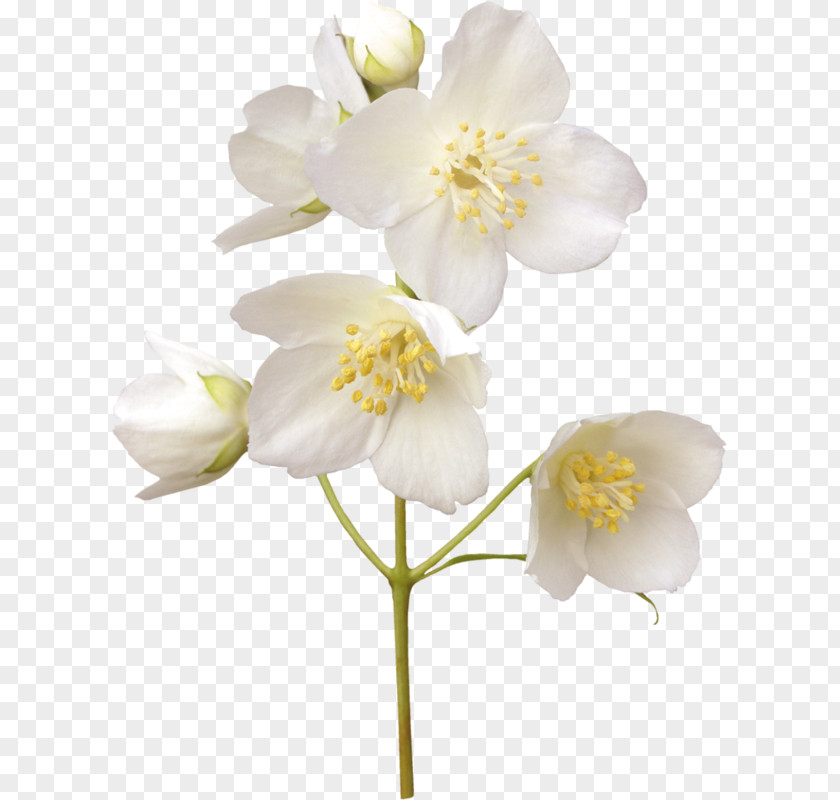 Flower Jasmine Stock Photography Desktop Wallpaper White PNG
